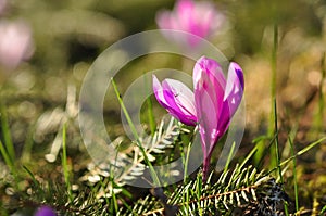 Springtime blooming crocus flowers
