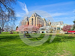 Springtime blooming flowers in Victoria downtown