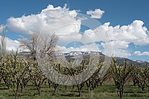 Springtime Blooming orchard with snowy Grand Mesa