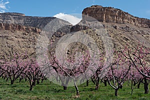 Springtime Blooming Peach orchard under sandstone buttes