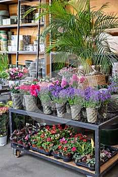 Springtime blooming potted Campanula muralis or violet bellflowers and other plants on the shelfs of greek flowers bar.