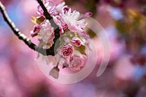 Springtime: Blooming tree with pink blossoms, beauty