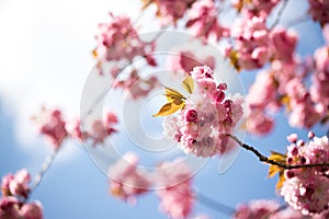 Springtime: Blooming tree with pink blossoms, beauty. Blue sky