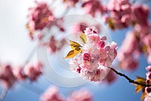 Springtime: Blooming tree with pink blossoms, beauty. Blue sky