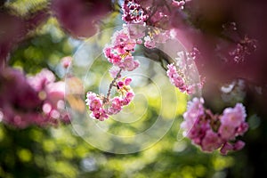 Springtime: Blooming tree with pink blossoms, beauty. Text space