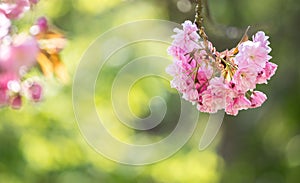 Springtime: Blooming tree with pink blossoms, beauty. Text space