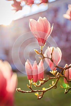 Springtime: Blooming tree with pink magnolia blossoms, beauty