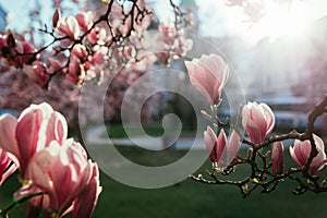 Springtime: Blooming tree with pink magnolia blossoms, beauty