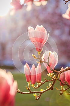 Springtime: Blooming tree with pink magnolia blossoms, beauty