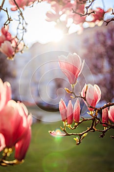 Springtime: Blooming tree with pink magnolia blossoms, beauty