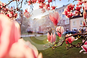 Springtime: Blooming tree with pink magnolia blossoms, beauty