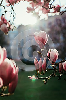 Springtime: Blooming tree with pink magnolia blossoms, beauty