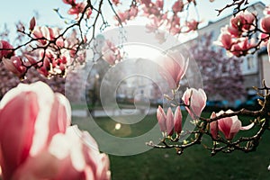 Springtime: Blooming tree with pink magnolia blossoms, beauty