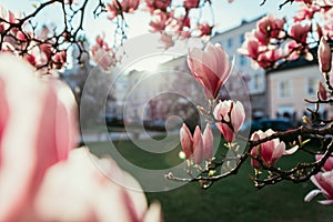 Springtime: Blooming tree with pink magnolia blossoms, beauty