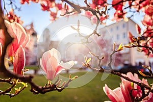 Springtime: Blooming tree with pink magnolia blossoms, beauty