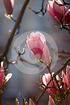 Springtime: Blooming tree with pink magnolia blossoms, beauty