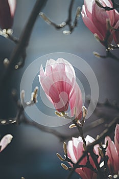 Springtime: Blooming tree with pink magnolia blossoms, beauty