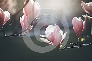 Springtime: Blooming tree with pink magnolia blossoms, beauty