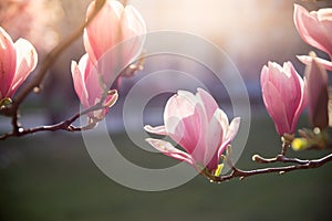 Springtime: Blooming tree with pink magnolia blossoms, beauty