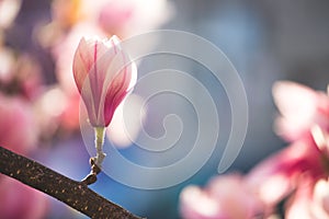 Springtime: Blooming tree with pink magnolia blossoms, beauty