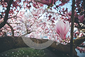 Springtime: Blooming tree with pink magnolia blossoms, beauty