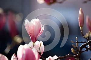 Springtime: Blooming tree with pink magnolia blossoms, beauty