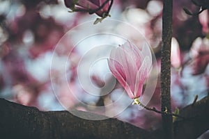 Springtime: Blooming tree with pink magnolia blossoms, beauty