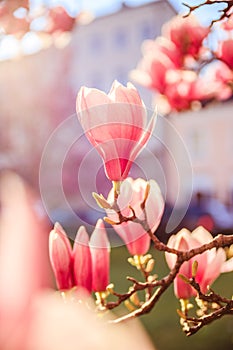 Springtime: Blooming tree with pink magnolia blossoms, beauty