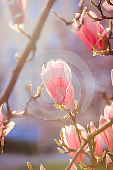 Springtime: Blooming tree with pink magnolia blossoms, beauty