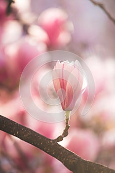 Springtime: Blooming tree with pink magnolia blossoms, beauty