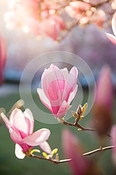 Springtime: Blooming tree with pink magnolia blossoms, beauty