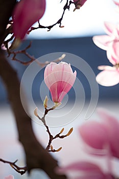 Springtime: Blooming tree with pink magnolia blossoms, beauty