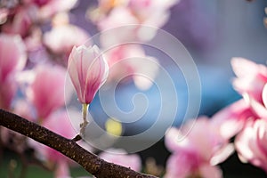 Springtime: Blooming tree with pink magnolia blossoms, beauty