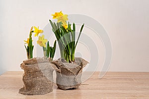 Springtime blooming yellow daffodils,in natural decorated pots. Ecofriendly life concept