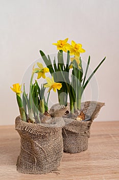 Springtime blooming yellow daffodils,in natural decorated pots. Ecofriendly life concept