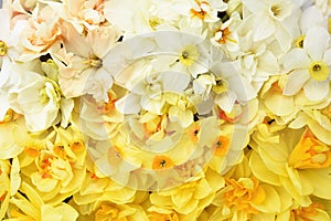 Springtime blooming yellow, white and apricot color daffodils