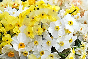 Springtime blooming yellow, white and apricot color daffodils, spring blossoming narcissus flowers