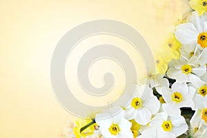 Springtime blooming yellow, white and apricot color daffodils, spring blossoming narcissus jonquil flowers