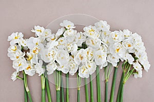 Springtime blooming yellow, white and apricot color daffodils, spring blossoming narcissus jonquil flowers