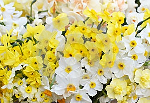 Springtime blooming yellow, white and apricot color daffodils, spring blossoming narcissus jonquil flowers