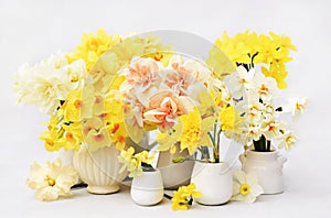 Springtime blooming yellow, white and apricot color daffodils, spring blossoming narcissus jonquil flowers bouquet background