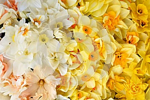 Springtime blooming yellow, white and apricot color daffodils, spring blossoming narcissus jonquil flowers bouquet background