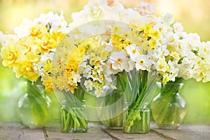 Springtime blooming yellow, white and apricot color daffodils, spring blossoming narcissus jonquil flowers bouquet background