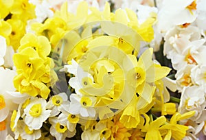 Springtime blooming yellow, white and apricot color daffodils, spring blossoming