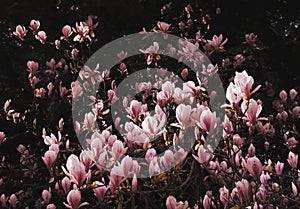 Springtime blooms of the pink magnolia bush