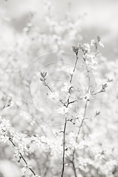 Springtime blossom floral background, cherry tree branch in bloom