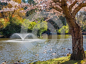 Springtime blossom in public Beacon Hill Park, Victoria BC Canada