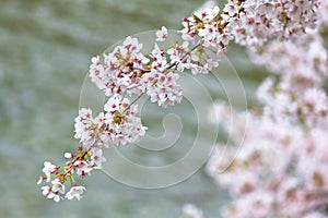 Springtime Blossom Sakura Background