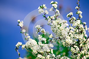 Springtime. Blossom tree background. Beautiful nature with blooming trees. Spring flowers.