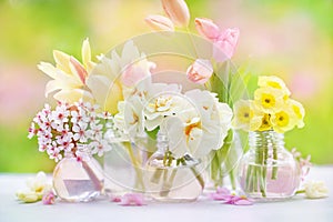 Springtime blossoming daffodils, tulips and spring flowers background, light bright floral card